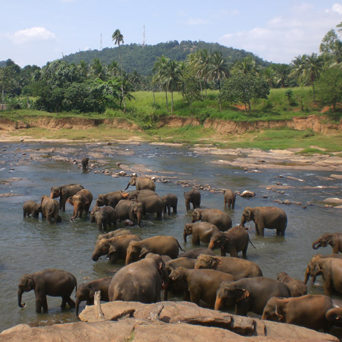 Sri Lanka - AYUBOWAN